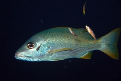 Lutjanus monostigma