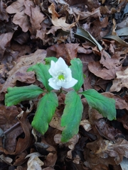 Anemonoides trifolia albida