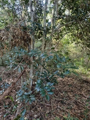Mischocarpus pyriformis