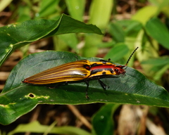 Semiotus imperialis