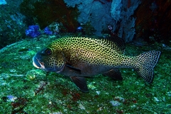 Plectorhinchus chaetodonoides