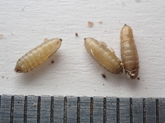 Melanagromyza lappae