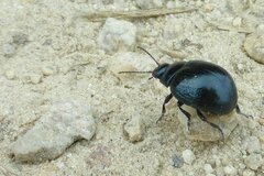 Chrysolina haemoptera
