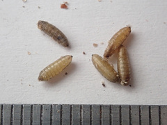 Melanagromyza lappae