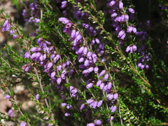 Erica cinerea
