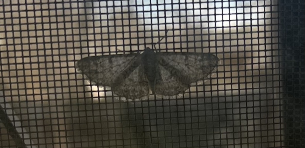 Common Gray from Waverly Ave, San Antonio, TX, US on February 17, 2023 ...