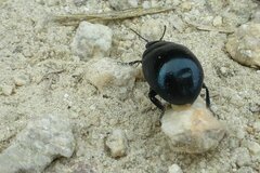 Chrysolina haemoptera