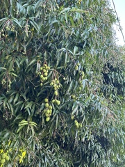 Mangifera indica