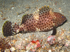 Epinephelus maculatus