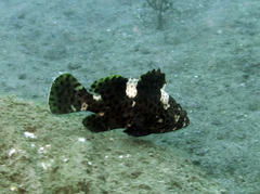 Epinephelus maculatus