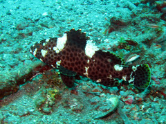 Epinephelus maculatus