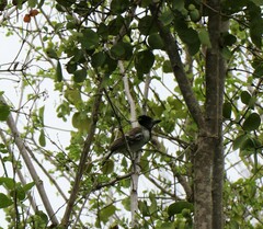 Thamnophilus bernardi