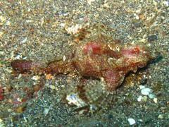 Eurypegasus draconis