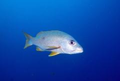 Lutjanus monostigma