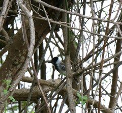 Thamnophilus bernardi