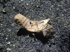 Thenus orientalis