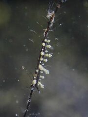 Eubranchus putnami