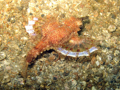 Eurypegasus draconis