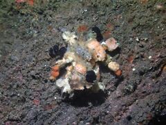Camposcia retusa