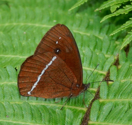 White-banded Mountain Satyr