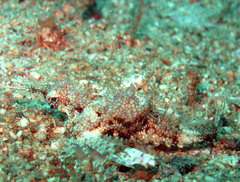 Eurypegasus draconis