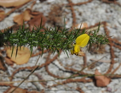 Ulex minor