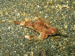 Eurypegasus draconis