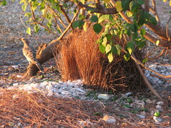 Chlamydera nuchalis
