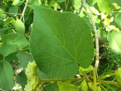 Dombeya