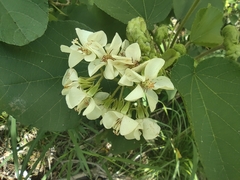 Dombeya