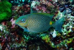 Siganus guttatus