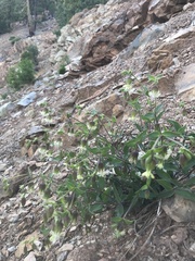 Silene campanulata