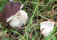 Boletus pinophilus