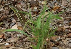 Gerrhosaurus flavigularis