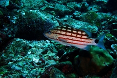 Lutjanus decussatus