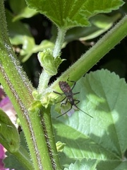 Leptoglossus zonatus