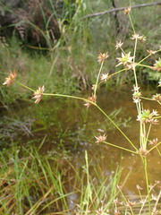 Juncus prismatocarpus