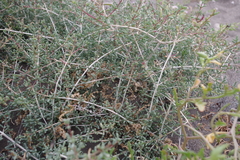 Salsola divaricata