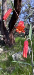 Fritillaria recurva