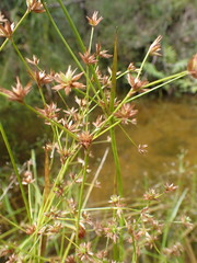 Juncus prismatocarpus