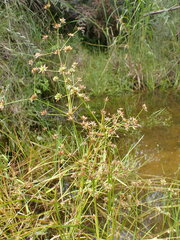 Juncus prismatocarpus