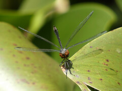 Micrathyria venezuelae