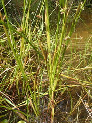 Juncus prismatocarpus