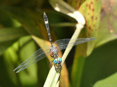 Micrathyria venezuelae