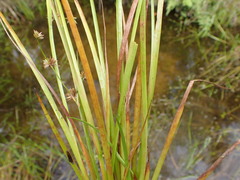 Juncus prismatocarpus