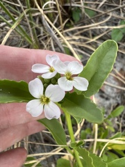 Cakile lanceolata