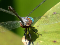 Micrathyria venezuelae