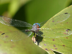 Micrathyria venezuelae