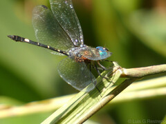 Micrathyria venezuelae