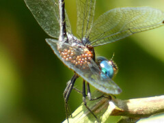 Micrathyria venezuelae